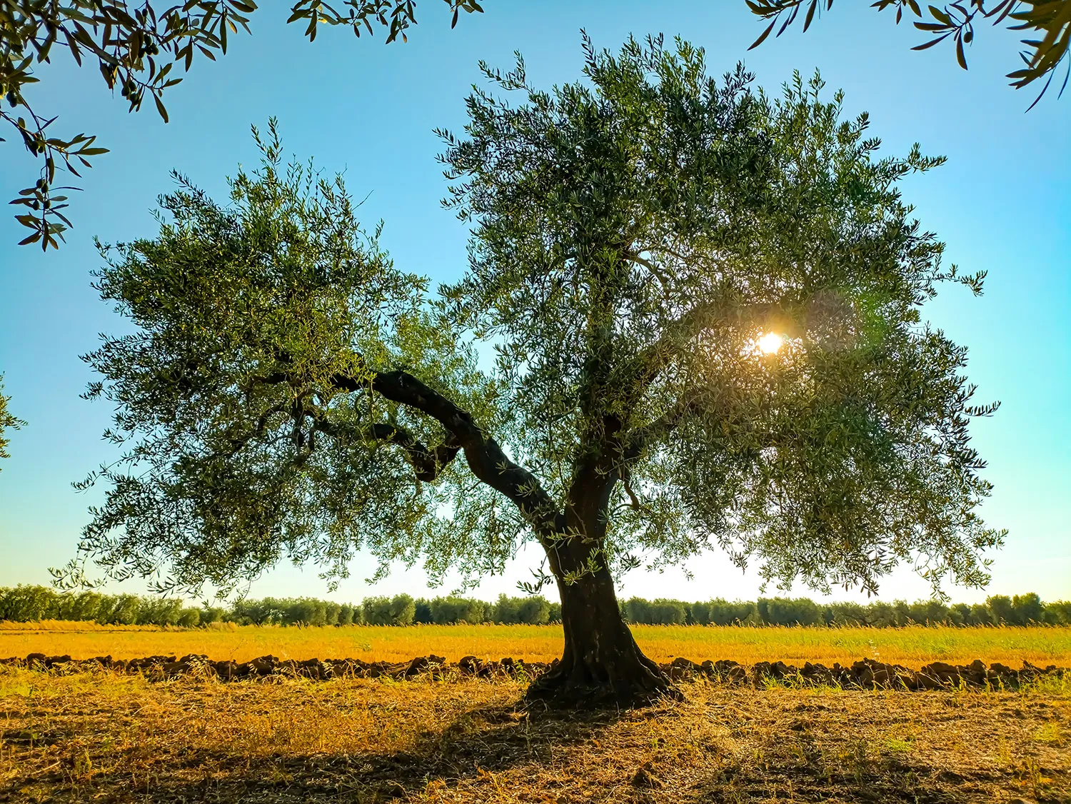 Albero di ulivo in controluce